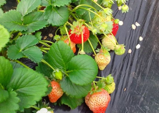 <em>草莓</em>果子大，味道正，甜度高才有市场，<em>种植</em>户<em>如何管理</em>？