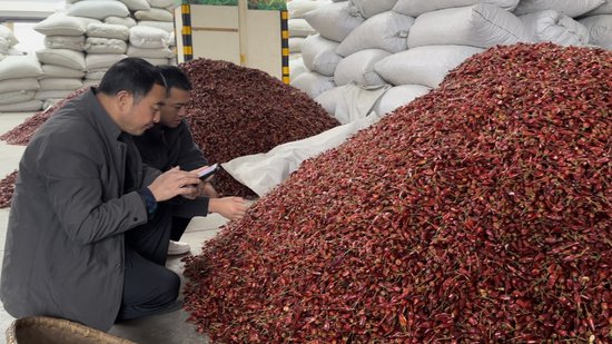 走一线 看经济丨贵州高质量发展调研行：把小辣椒做成大产业 这里...