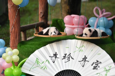 “星星辰辰” “奇珍奇宝” 重庆动物园熊猫双胞胎命名
