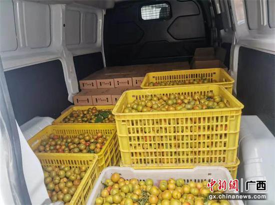 广西环江大力发展特色李果种植助农增收