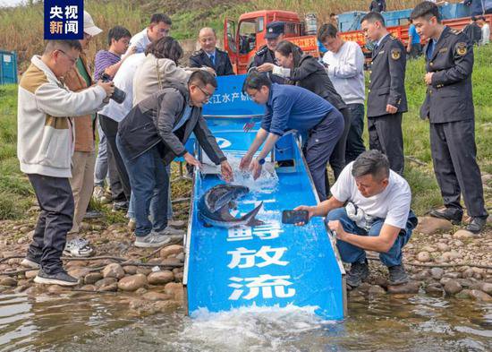 <em>长江鲟</em>野外天然水域产卵场改造与自然繁殖试验取得成功