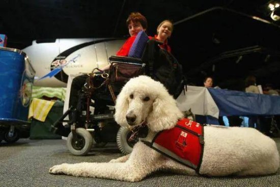 为了让自己狗子能够上飞机，他们不惜<em>假装</em>残疾...