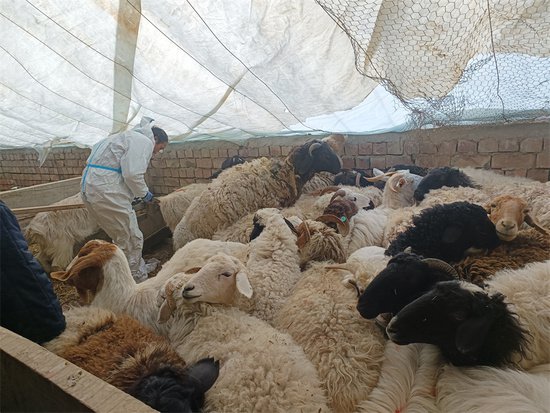 新疆焉耆：打好春季“预防针” 筑牢畜牧“安全网”