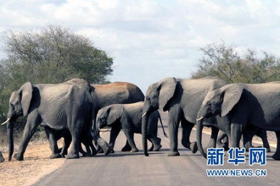 南非野生动物园发生<em>大象</em>踩死人事件