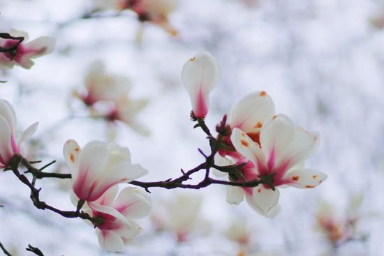 春日里的嘉定自带氛围感！这些宝藏赏花地你知道吗？