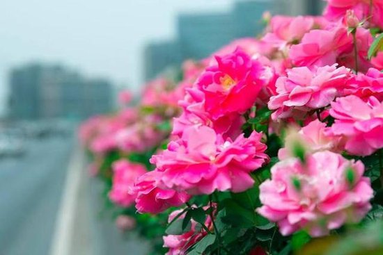 杭州高架<em>月季</em>将达盛花期<em> 培育</em>它们的“秘密花园”限时对外开放