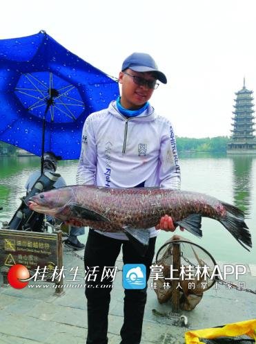 28斤重的乌草鱼！桂林男子花40多分钟才将它拽上了岸