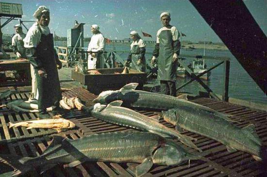 老照片 1949年苏联里海出产的鱼子酱 最顶级的美味