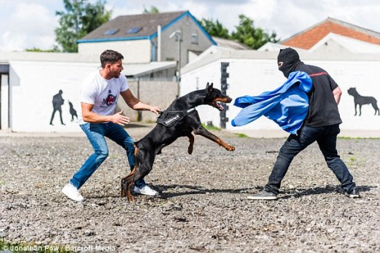 两英国人训练<em>最勇猛</em>护卫犬可卖出2万英镑高价