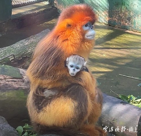 雅戈尔动物园的金丝猴“添丁”了，给小宝宝取<em>个啥名好</em>呢？