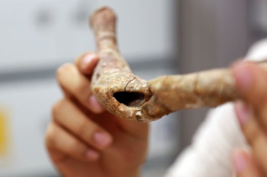 科学家确认中国<em>一只</em>侏罗纪恐龙患有罕见骨髓炎