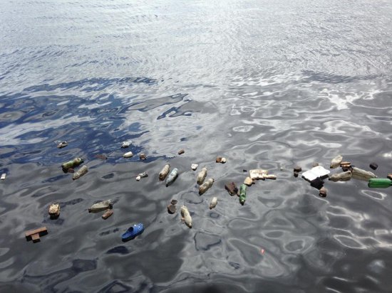 研究人员说首次在海鸟身上发现完全由塑料<em>引发的</em>疾病
