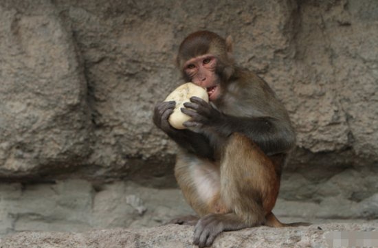 68<em>年属</em>猴人的终身寿数，2月4该何去何从？或许这就是命！