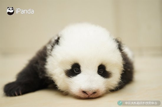 第九个“世界野生动植物日”大熊猫征名活动开始