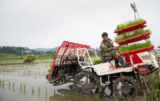 天柱：“机械农业”助力稻米产销两旺