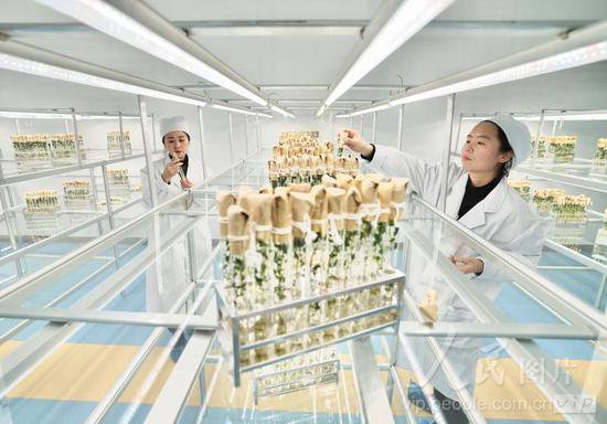 内蒙古：我国首批航天耐盐碱马铃薯种子进入<em>品种</em>选育阶段