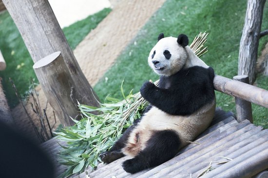 韩国<em>出生的</em>明星大熊猫“福宝”将于4月返川