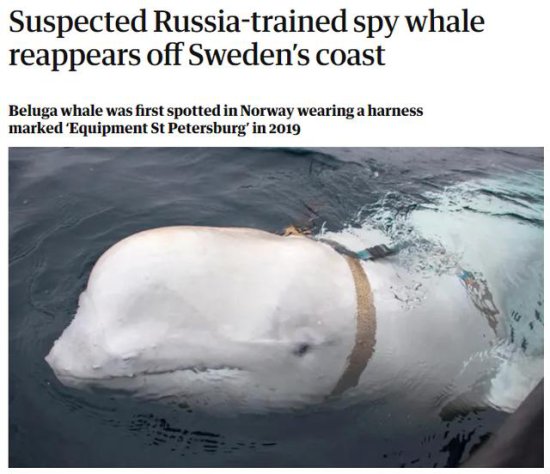 “间谍<em>白鲸</em>”再现北欧海岸？英媒：它曾被怀疑由俄海军训练