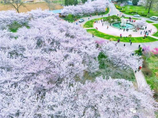 大连最美樱花观赏地，龙王塘樱花园