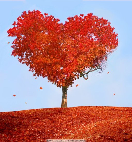 风景图片 马礼逊/美丽自然红叶大树图片