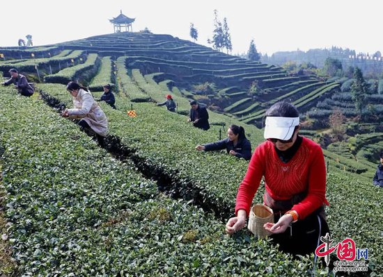 泸州纳溪：茶农采摘增收乐 茶企抢“鲜”上市忙