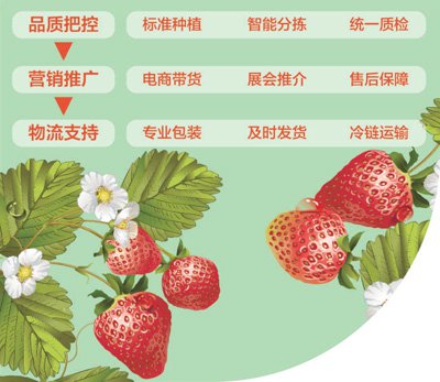 辽宁东港产供销全<em>过程培育</em>农业品牌——小草莓名气大