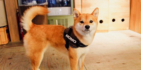 柴犬居然成为了一家日本<em>汉堡店</em>的明星服务员