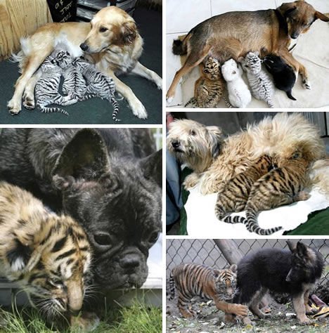 动物 友谊/不知是什么原因，许多的狗都曾把幼虎当做它们自己的幼崽。