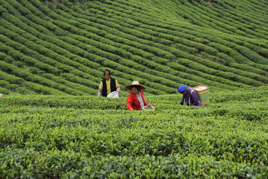 科技助茶，“贡茶之乡”一叶成“链”的致富经