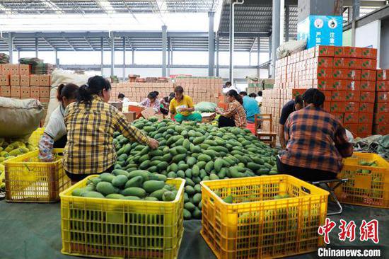 百色出台中国首部规范芒果产业发展地方性法规
