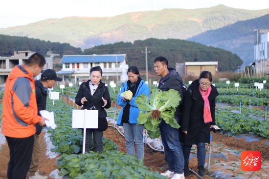 张万萍：在贵州离天空最近的地方种蔬菜