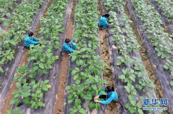 江西瑞金：高效设施农业助力老区农民脱贫致富