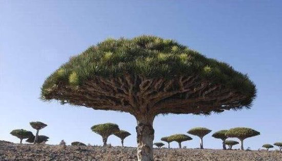全球最珍贵的5棵<em>树</em>，有一棵在中国，价值过亿