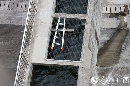 柳州融水：水库大坝建“鱼道” 让珍稀鱼类平安“回家”