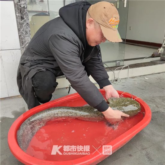 没见过这么<em>大的鱼</em> 杭州有人买到一条1米多长大鲇鱼