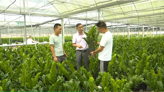 乐东热带特色高效农业发展势头强劲