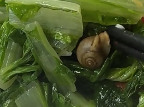 女子吃快餐在青菜里吃出蜗牛，老板：没洗<em>干净</em>