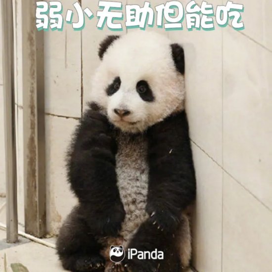 京京、四海在<em>卡塔尔</em>掀起“熊猫热”，你了解<em>多少大</em>熊猫的“小...