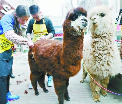 澳洲羊驼来汉参加活动 进“理发店”洗剪吹花上千块