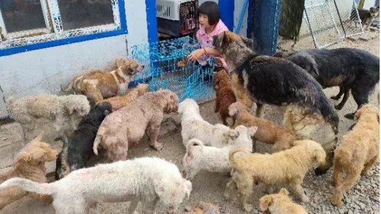 让“毛孩子”不再流浪！哈尔滨53岁阿姨卖掉房子救助万余只动物