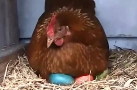 意外把蛋染成彩色，母鸡觅食回来后神情紧锁又懵圈，这蛋<em>是假的</em>...