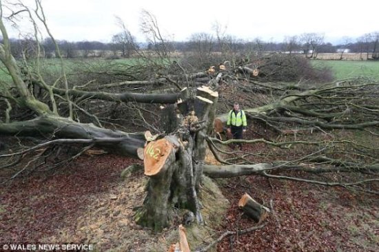 英国农民砍200棵古树被罚90万 只为报复能源工厂