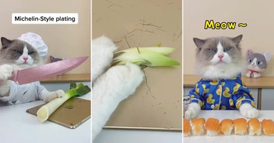<em>猫咪</em>在社交媒体上炫耀自己的“厨艺”