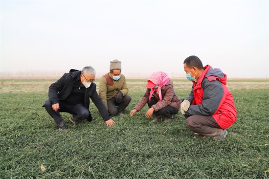 新疆和硕：加强田间管理 保障小麦安全越冬