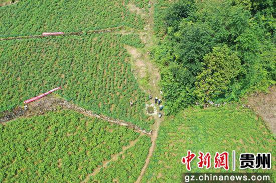 “朝天椒6号”在贵州绥阳示范区测产 亩产干椒365.33公斤