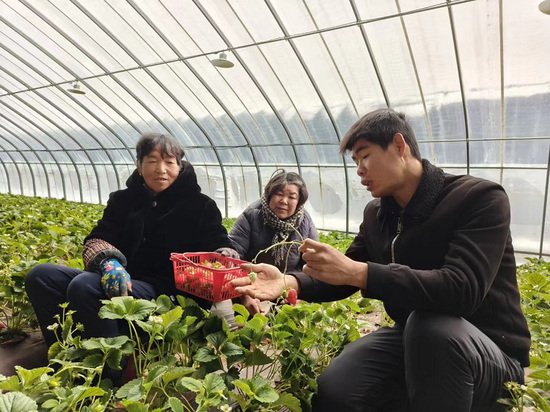 冬季草莓喜上市 设施农业促增收