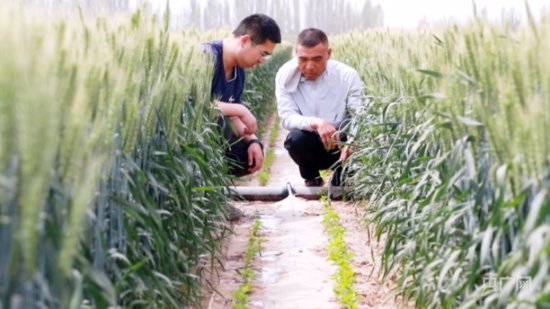 乡村振兴看新疆|复合种植农作物长势喜人 丰收在望