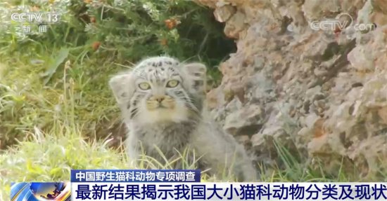 “全家福”来了！中国<em>野生猫科动物</em>专项调查最新结果公布