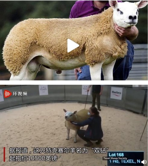 贫穷限制了想象!<em>世界上最贵的羊</em>332万元成交 到底贵在哪?