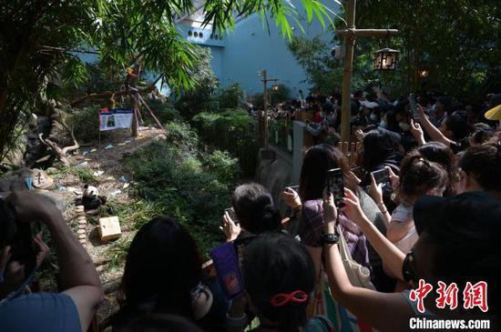 新加坡民众送别大熊猫“叻叻”：“愿你给更多人带来快乐”